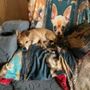 Photo of Desert Dogs