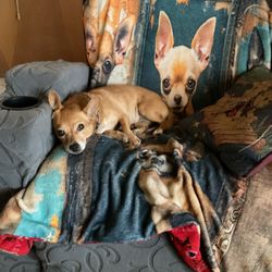 Desert Dogs - She's in her favorite place at home now ... her nails look great