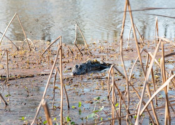 Brazos Bend State Park by null