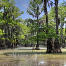 Caddo Outback Backwater Tours