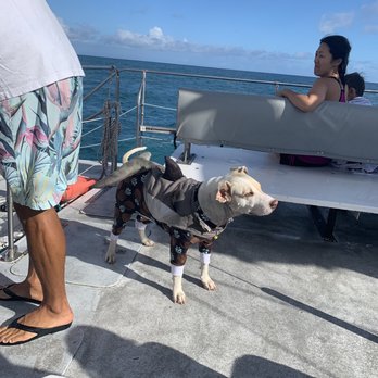 Oahu Catamarans - Cutest shark ever! - Boat Charters Near Me - Honolulu, Hawaii