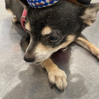 Adams Veterinary Clinic - Veterinarians Near Me - Miami, Florida