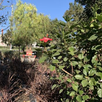 Moon Valley Nurseries - Tree Services Near Me - Chino, California Moon Valley Nurseries - Tree Services Near Me - Chino, California