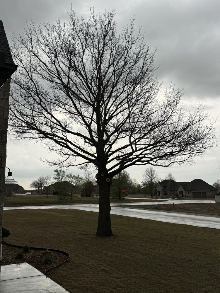 AJ Tree Service - tree service in Broken Arrow, OK
