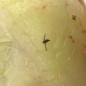 Catered Fit - A closer look at the dead bug in my meal - Food Delivery Services Near Me - Fort Lauderdale, Florida