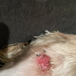 Cut from groomer