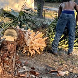 Newtons Tree Removal