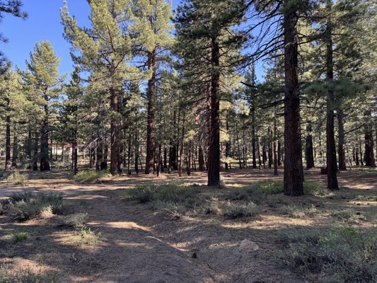 Mammoth Campground by null