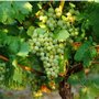 Photo of Weingut Boller-Klonek