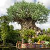 Disney's Animal Kingdom Theme Park gift card