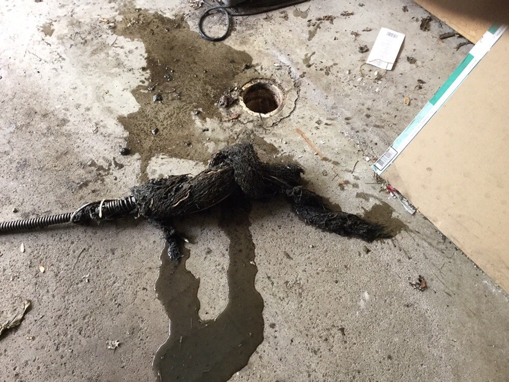 Slide of Mr Root Out