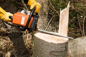 Professional Tree Service - tree service in Pelion, SC