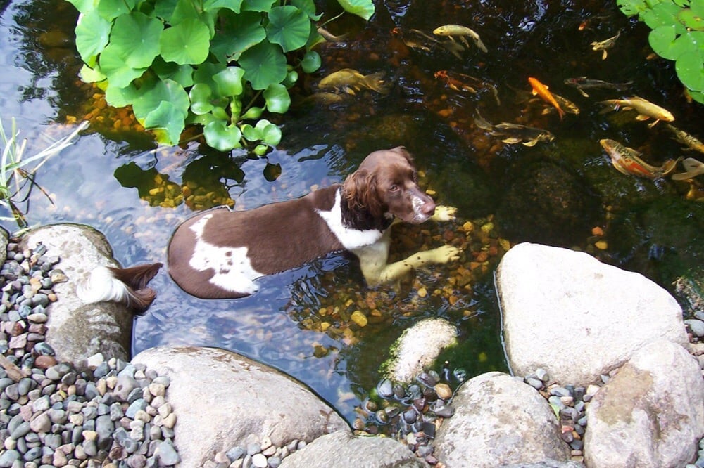 PUT’S PONDS & GARDENS Updated May 2024 24 Photos Chesterfield