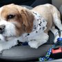 Photo of Pampered Paws Pet Grooming Salon