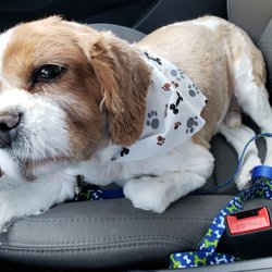 Pampered Paws Pet Grooming Salon - Charlie