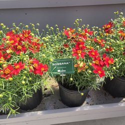 Headstart Nursery - Nice red early blooming coreopsis!