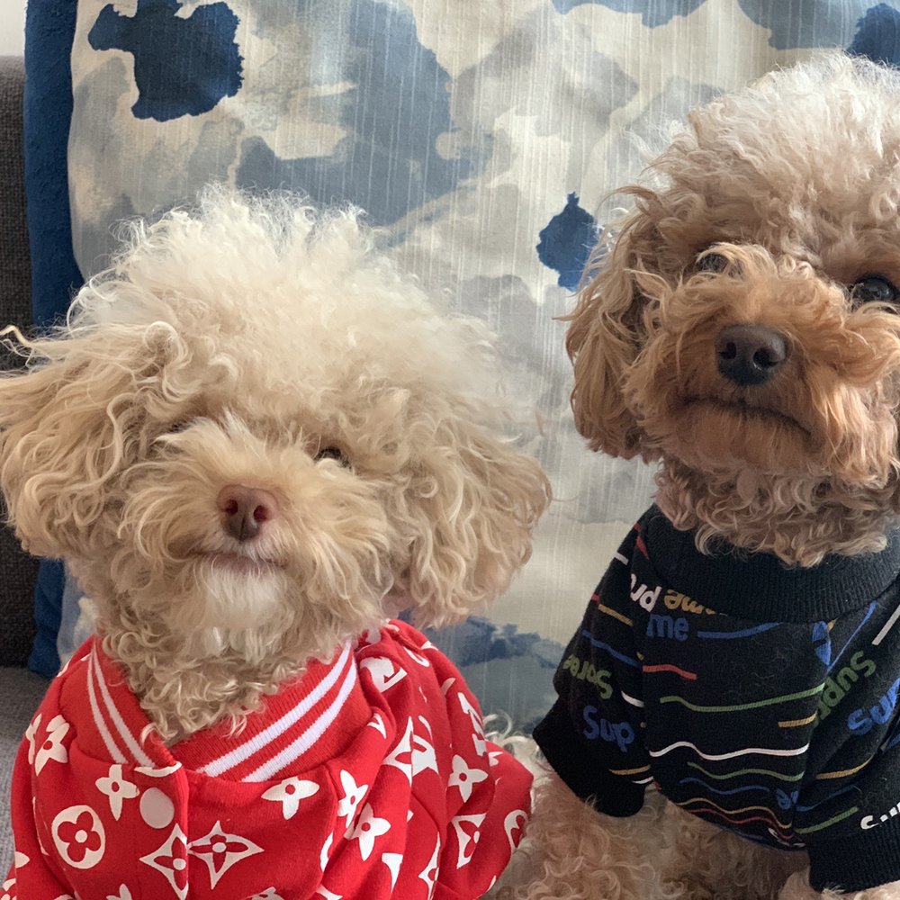 Barking Babies - el Chappie and Lavender, the real "hype beast" poodles. - Pet Stores Near Me - Vancouver, British Columbia Barking Babies - el Chappie and Lavender, the real "hype beast" poodles. - Pet Stores Near Me - Vancouver, British Columbia