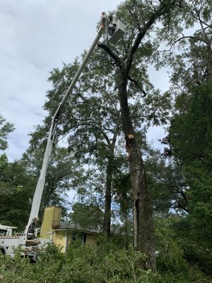 Tree Services - Check out some of our latest tree service work! Tree Services - Check out some of our latest tree service work!