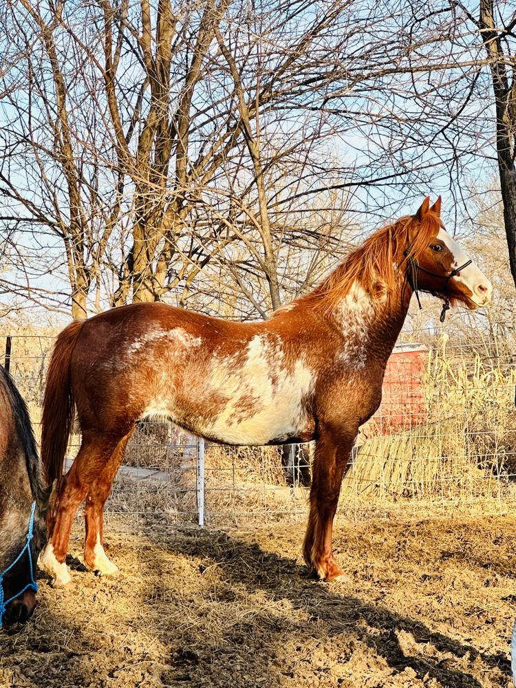 MJM HORSE RESCUE Updated August 2024 Request Information 505 W