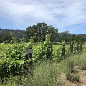Titus Vineyards - Malbec vines from out tasting table outside - Wineries Near Me - Saint Helena, California Titus Vineyards - Malbec vines from out tasting table outside - Wineries Near Me - Saint Helena, California