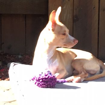 Placer SPCA - Animal Shelters Near Me - Roseville, California Placer SPCA - Animal Shelters Near Me - Roseville, California
