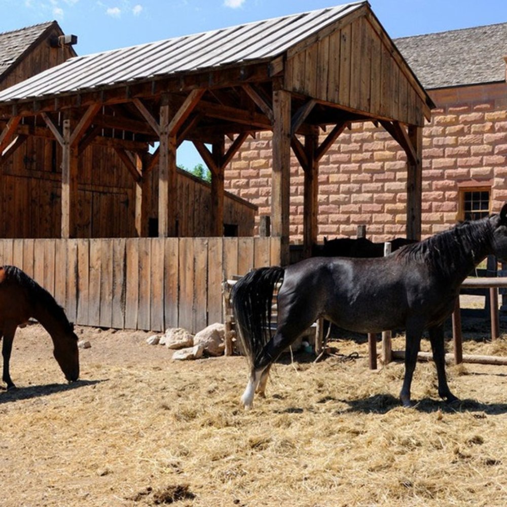 Top 10 Best Horse Equipment Shops in Hendersonville, NC Last Updated