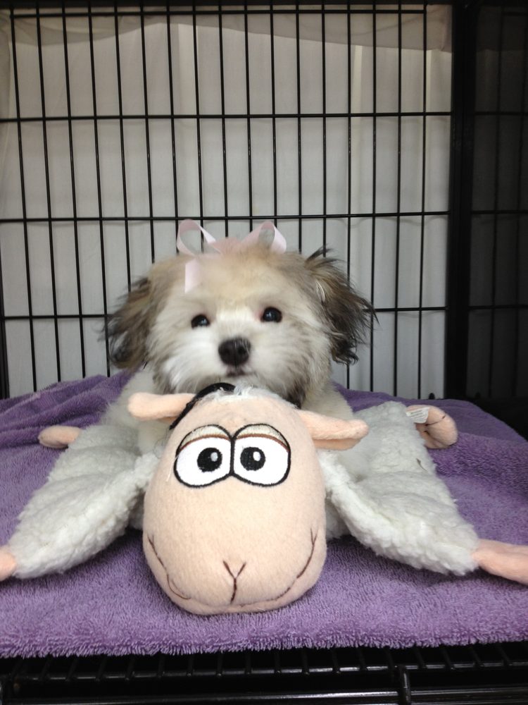 MY PET’S PLACE GROOMING Updated June 2024 1212 Dupont St