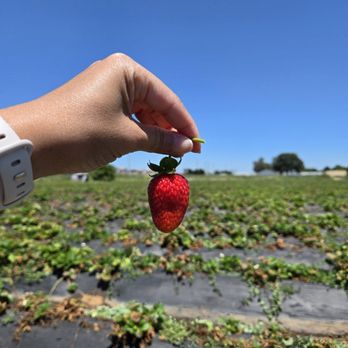 Yumm Strawberry - Elk Grove - Fruits & Veggies Near Me - Elk Grove, California