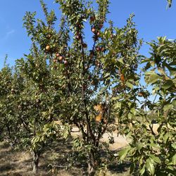 Kelley Orchards