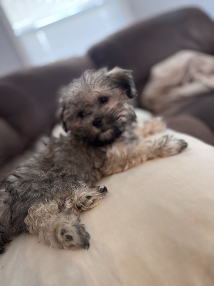 Sunshine Puppies Image