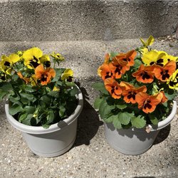 Prospect Florist - Pansies