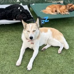 Tired dogs after class