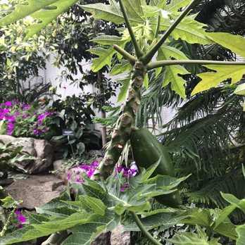 Manito Park and Botanical Gardens - A papaya tree. - Parks Near Me - Spokane, Washington Manito Park and Botanical Gardens - A papaya tree. - Parks Near Me - Spokane, Washington