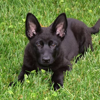 Performance K9 Training - Puppy Training Classes San Diego, Best Dog Trainer In San Diego, PerformanceK9Training.com - Pet Training Near Me - Bonsall, California