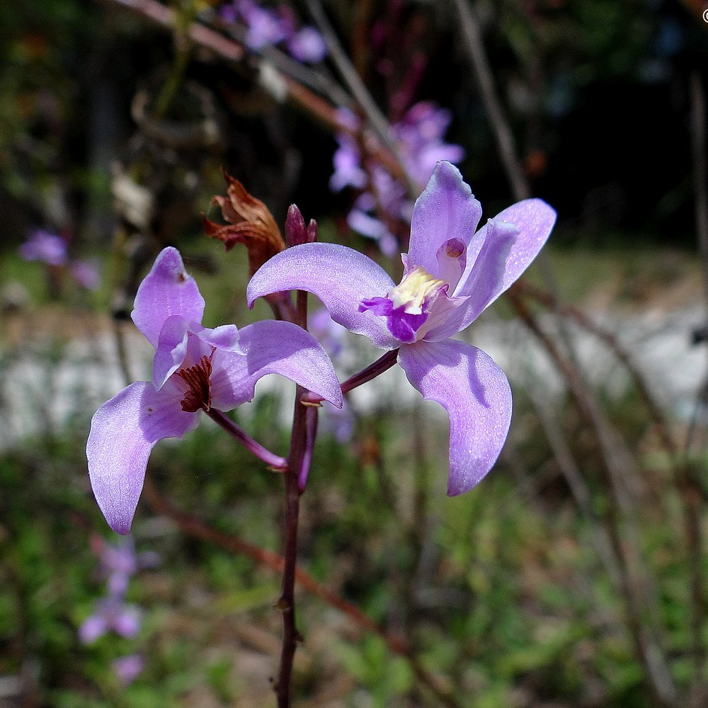 Fakahatchee Strand Preserve State Park - Bletia Purpurea. - Parks Near Me - Copeland, Florida