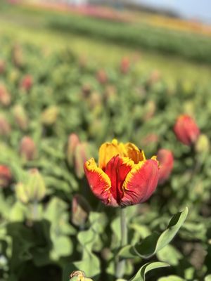 Veldheer Tulip Gardens by null