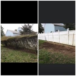 Panetta’s Painting - Shrub removal