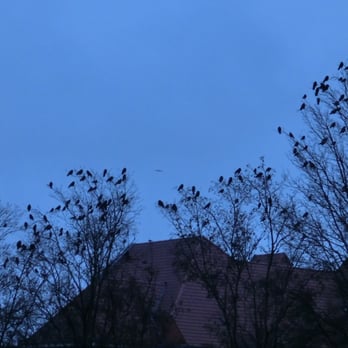 Die Schatten der Luft - Pets Near Me - Lübeck, SH
