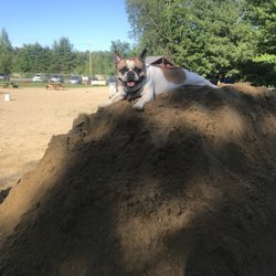 Live Free & Run Dog Park - Rocky relaxing on his mountain!