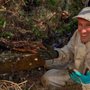 Photo of South Bay Bee Removal