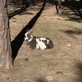 Bearizona - Goat - Zoos Near Me - Williams, Arizona Bearizona - Goat - Zoos Near Me - Williams, Arizona