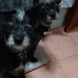 Tinkerbell and buster