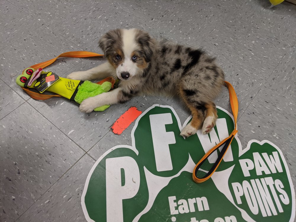 PET FOOD WAREHOUSE Updated October 2024 12 Photos 2455 Shelburne