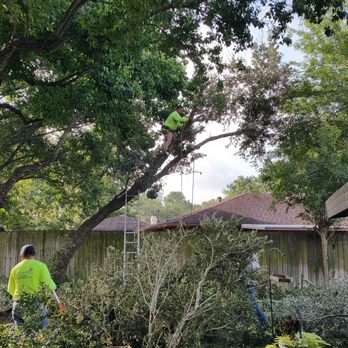 Sugar Land Grotech - removal of leaning oak 2018 - Tree Services Near Me Sugar Land Grotech - removal of leaning oak 2018 - Tree Services Near Me