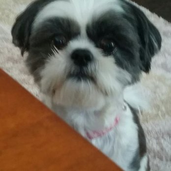 Shears To You - Cutest groom customer - Pet Groomers Near Me - Toms River, New Jersey Shears To You - Cutest groom customer - Pet Groomers Near Me - Toms River, New Jersey