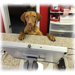 2-U Technology - Hello, I'm Hunter the mascot for 2-Technology. I am waiting for you to come visit while you have your computer & mobile devices serviced.