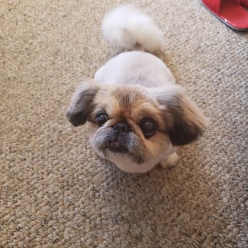 Royal Pets - Summer cut - Pet Groomers Near Me