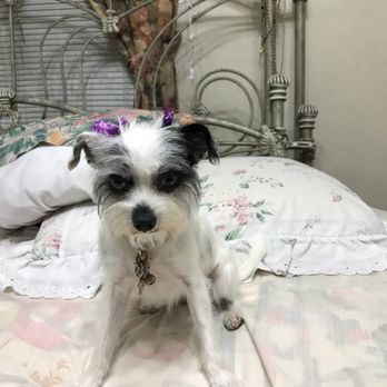 Pet Agrees - Pet Groomers Near Me - Hacienda Heights, California Pet Agrees - Pet Groomers Near Me - Hacienda Heights, California