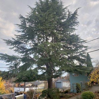 Erik Nye the Tree Guy - Limbs trained up to fill the hole. It turned out great! - Tree Services Near Me - Seattle, Washington