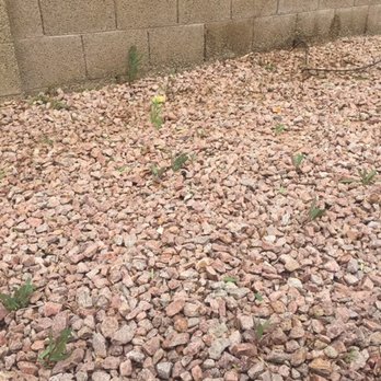 Pristine Green - this is the AFTER photo when i requested weed removal.  weeds have been sprayed and not removed. - Tree Services Near Me - Gilbert, Arizona